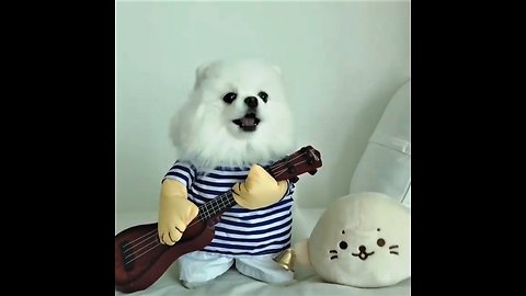 Pomeranian puts on hilariously adorable show