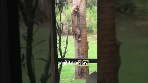 Bobcat Shows Insane Agility with Squirrel