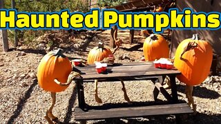 Haunted Pumpkin Hunting and carving at the haunted ghost town of Vulture City, Arizona
