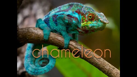 Chameleon catching prey - Beautiful slow motion footage.