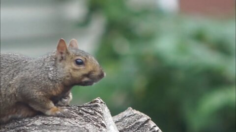 Squirrels | Totally not a David Attenborough 'Documentary'