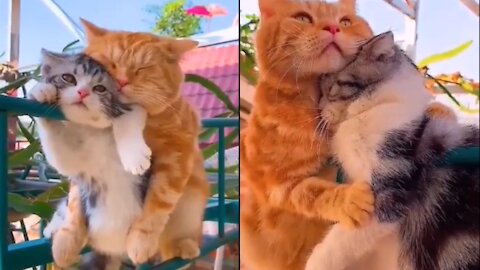When cats fall in love