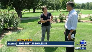 Japanese Beetles