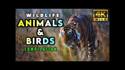 4K Wild Animals And Birds Compilation Animals Video Animals Video for Kids 4K WILD