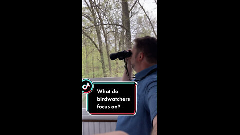 What do birdwatchers focus on?
