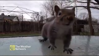 Squirrel gets up close and personal with the camera while looking for a snack