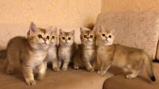 A sincronia de cinco gatinhos enquanto brincam