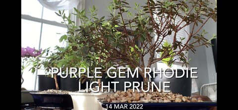 Light Pruning Purple Gem Rhododendron