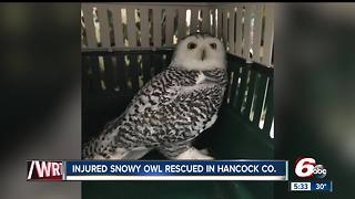 Injured snowy owl rescued in Hancock County