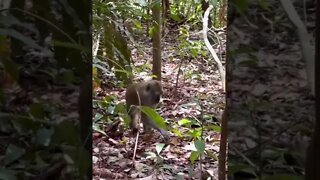 Wild Monkeys In Singapore - Macritchie Reservoir 🇸🇬