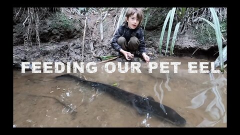 Sonny Jim's Pet Eel in the creek in the bush out the back Sonny Jim and Josh James New Zealand