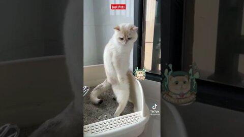 Wait for it #shorts Funny Cat Reaction