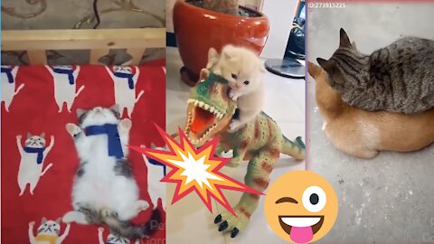 Cute pets and funny Animals 🤣🤩🐈Dpnadeeshani