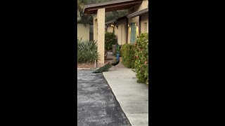 MASSIVE Pit Bull runs into Peacock 🦚 in his neighborhood