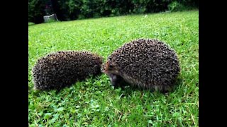 Cyclist helps family of hedgehogs off the road