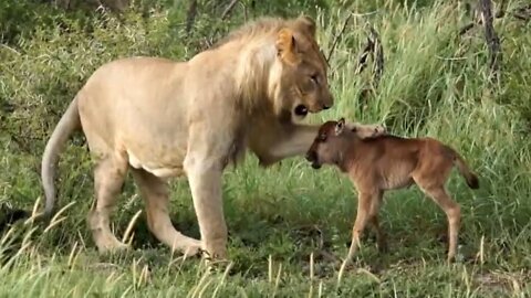 The female lion was walking with Baby wildebeest in Serengeti Tanzania #shorts