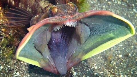 20 Most Terrible Deep Sea Creatures You've Never Seen Before | SeaCreatureSS |