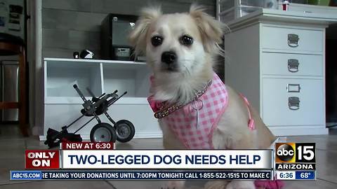 Wheelchair-bound dog asking for prosthetic legs for Christmas