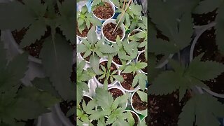 test garden outdoor update