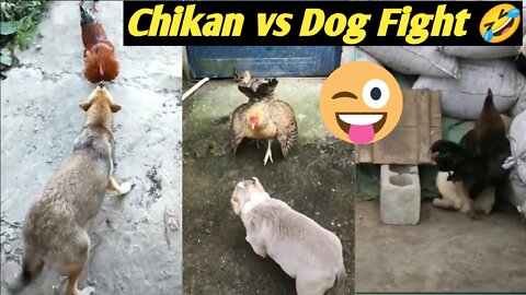 Chikan vs Dog Fight 🤣 Funny video