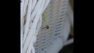 Praying mantis enjoying a meal on my back porch