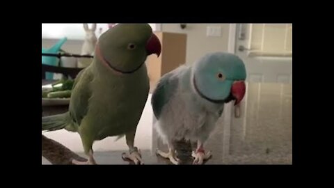 Parrots incredibly talk to one other like humans!