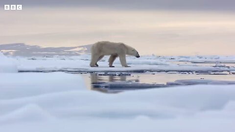 Hungry Polar Bear Ambushes Seal _ 4K UHD _ The Hunt