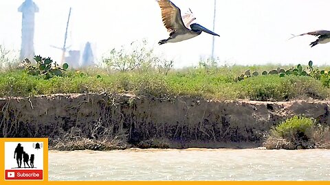 Brown Pelicans Fishing On The Rio Grand River Near Starbase, Texas