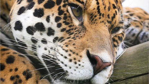 Jaguar Attacked Woman On Phone Snapping Selfie
