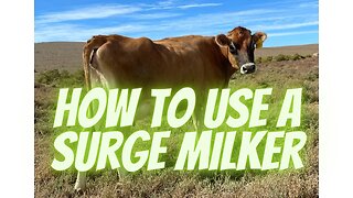 How to use a surge milker