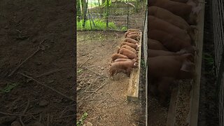 Piglet Breakfast Line @UncleTimsFarm #kärnəvór #carnivore #shorts #hereford #freerangepigs