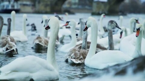 This is where swans and geese settle down