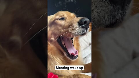 Morning wake up routine with a #goldenretriever