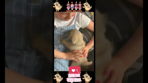 26_😂🐶😂 Baby Dogs - Cute and Funny Dogs Video 😂🐶😂 (2022)