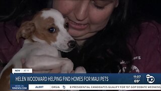 Helen Woodward Animal Center helping pets from Maui