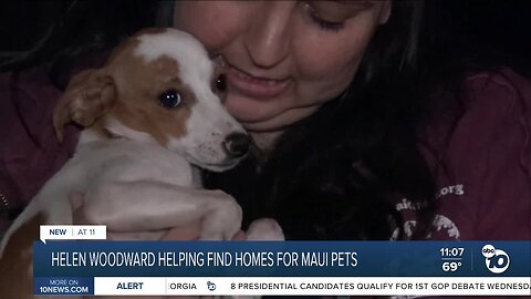 Helen Woodward Animal Center helping pets from Maui