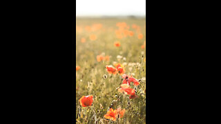 Wild Poppies