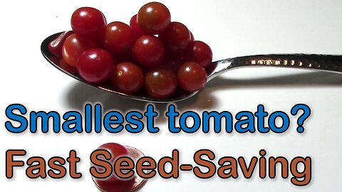 Smallest Tomato in the World? Ultra Fast Seed Saving.
