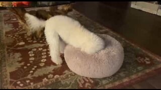 Dog finds new use for bed