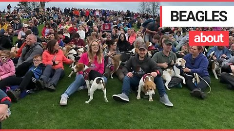 Beagle owner wins Guiness World Record for organising largest single-breed dog walk
