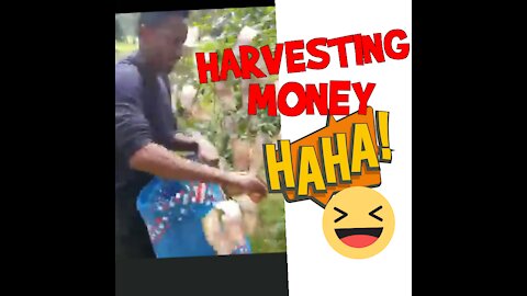 This man is harvesting money; Funny video #5