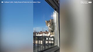 Ce chat est un ninja quand il s'agit d'ouvrir une fenêtre