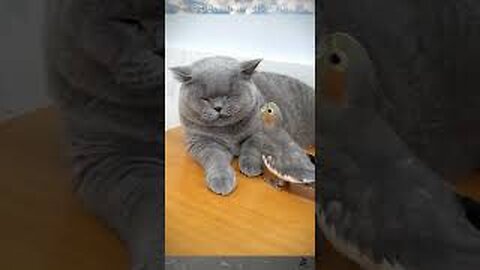 Funny Animal Videos 2023 Part 04 #cats #dogs #funny #animals #catvideos #cute #cuteanimals