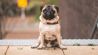 Wheelchair changes paraplegic pug's life