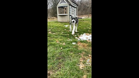 Most adorable puppy ear flaps