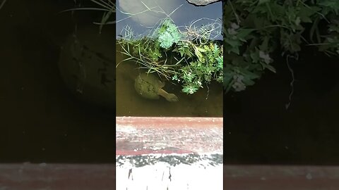 Snapping turtle under beaver burial bridge. #shorts