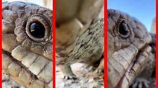 Blue-Tongue Lizard Drinks Just filmed iPhone 13 Pro Max