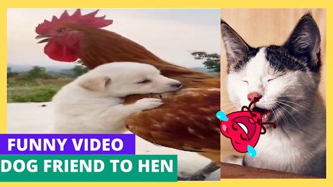 Best Funny Animal Videos 2022