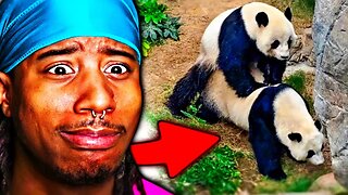 Should Nature Delete Pandas!?