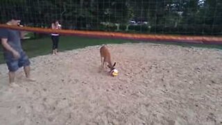 Cervo invade il campo di pallavolo